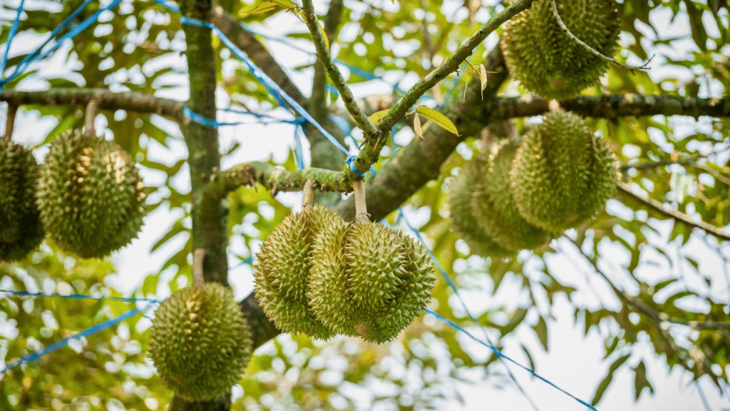 Why the Mekong Delta Should Be on Every Traveler’s Vietnam Itinerary?
